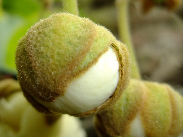 <i>Actinidia deliciosa</i> (A.Chev.) C.F.Liang & A.R.Ferguson