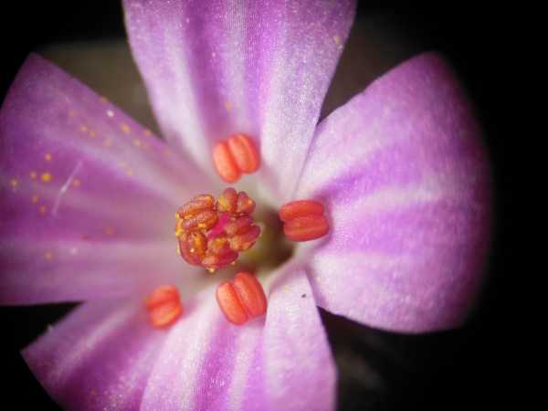 Pollen sortant des sacs polliniques d'un <i>Geranium robertianum</i> L., Géranium Herbe à Robert