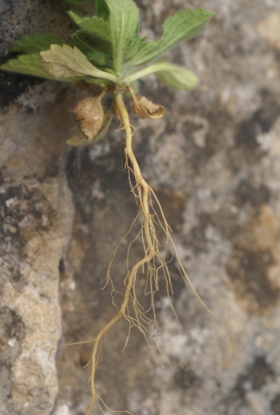 Racine de <i>Sideritis romana</i> L., Crapaudine de Rome