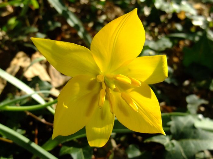 <i>Tulipa sylvestris</i> L., Tulipe des bois ou Tulipe sauvage