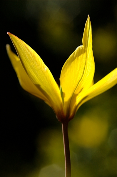 <i>Tulipa sylvestris</i> L., Tulipe des bois