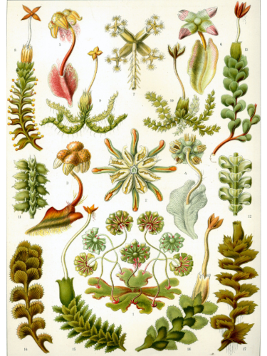 Planche 82 du « Kunstformen der Natur » (1904) décrivant quelques formes d'hépatiques