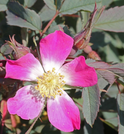 Pétales roses et blancs de <i>Rosa glauca</i> Pourr.